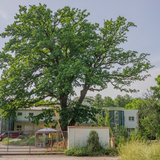 Dub v Mnichově Hradišti