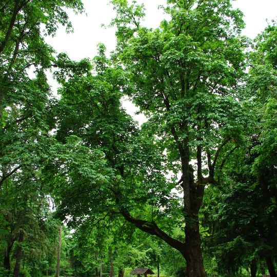 Sarah Helmick State Recreation Site