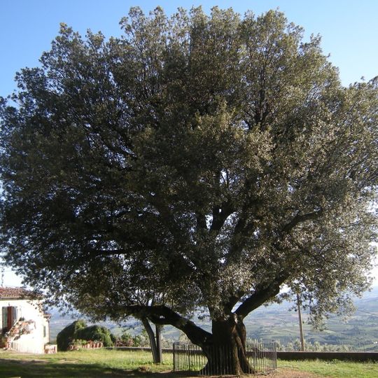 Leccio di Faltognano