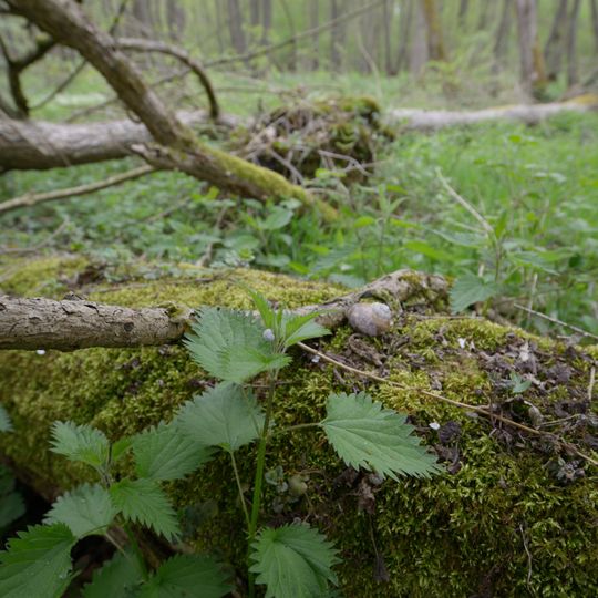 Scherresbruch, Haberger Busch‎