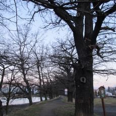 Duby u Velkého rybníka