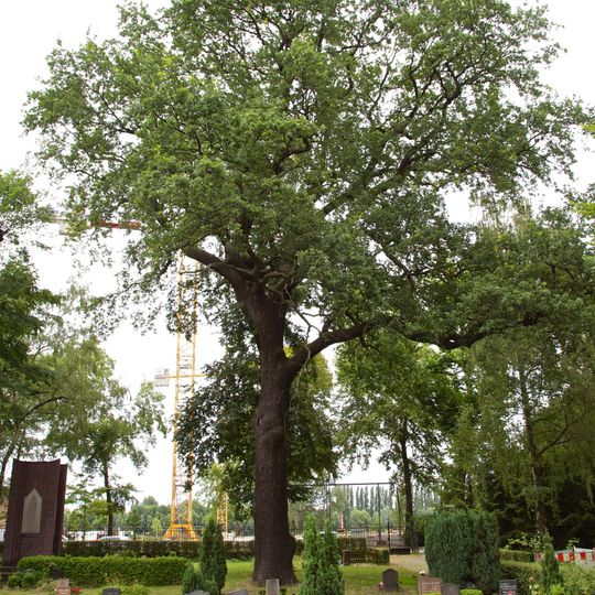 Stiel-Eiche Tunnelstraße 5-11 Friedhof