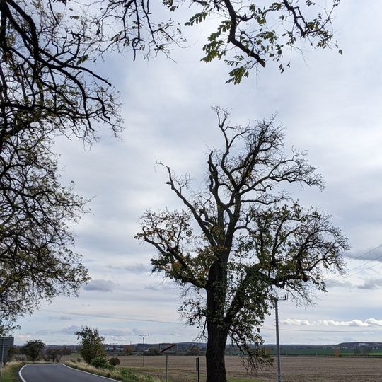 Hrušeň v Milčicích