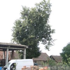 Lípa srdčitá, lokalita Za sady