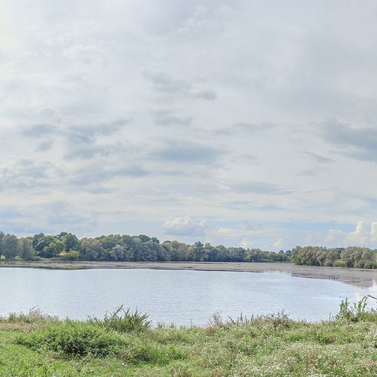 Japanese Pagoda Tree