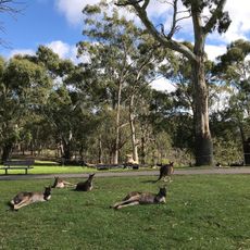 Cleland National Park