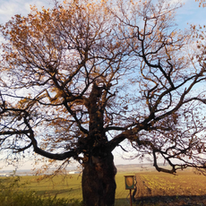 Dub u Postřižína