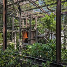 Pileated Gibbon