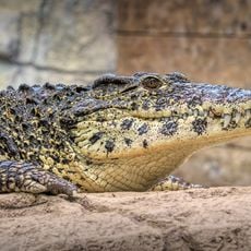 Crocodiles of the World