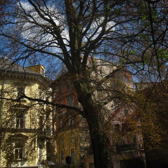 Buk ve Frýdlantské ulici