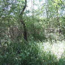 Лев'ятинське болото