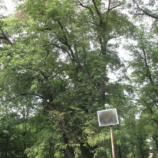 Lípa na hrázi Fabráku