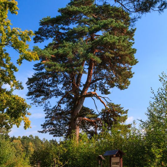 Hradčanská borovice