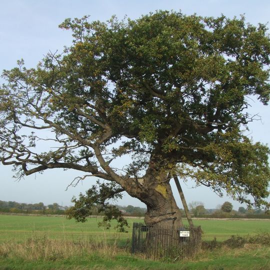 Kett's Oak