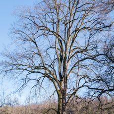 Zwei Linden in Gmunden