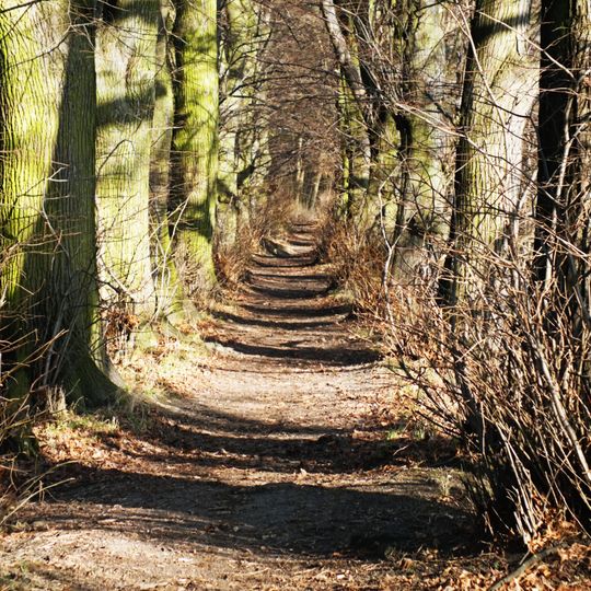 Park pałacowy w Dąbrówce