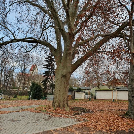 Platanus × hispanica in residential quarter near castle Schönefeld