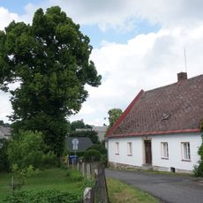 Lípa na křižovatce