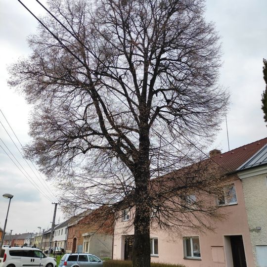 Lípa Edvarda Beneše, Hlušovice