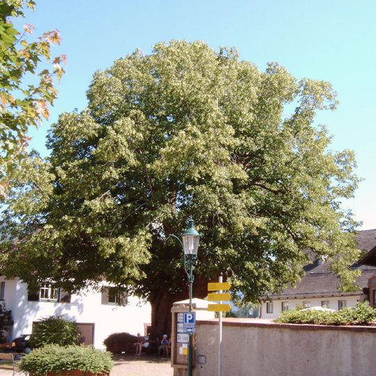 Dorflinde in Faistenau