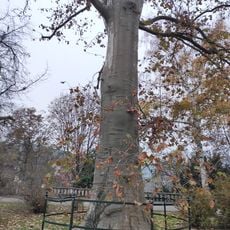 Younger Platanus × hispanica, Plac Wolności in Opole
