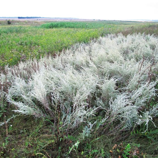 Berezovo-Vyshnevskyi Reserve