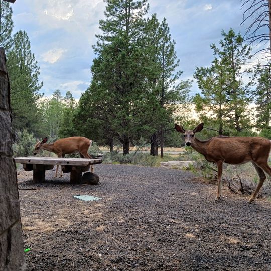 Sisters Community Labyrinth