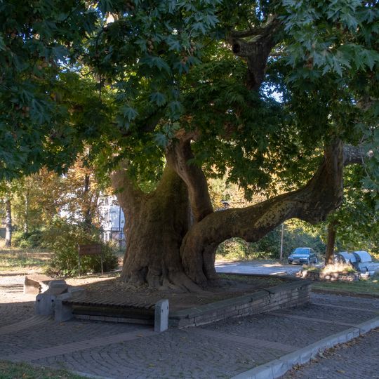 Old Platanus in Smolyan