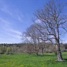 Lindebergets naturreservat