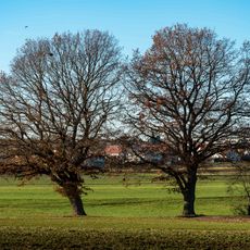 1 Stieleiche mit Gehölz