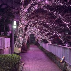 Meguro River Winter Illumination